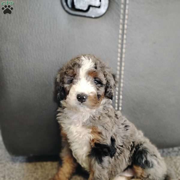 Jackson, Bernedoodle Puppy