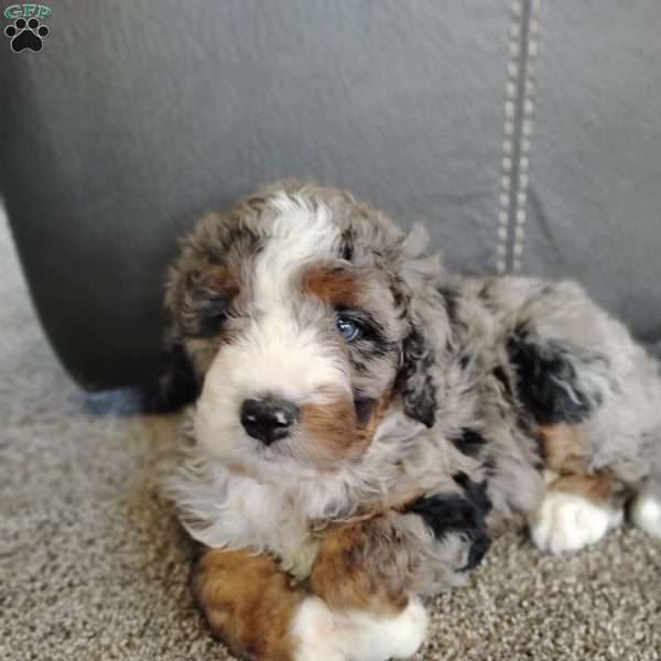 Jackson, Bernedoodle Puppy