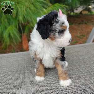 Chloe, Bernedoodle Puppy