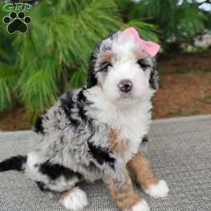 Chloe, Bernedoodle Puppy