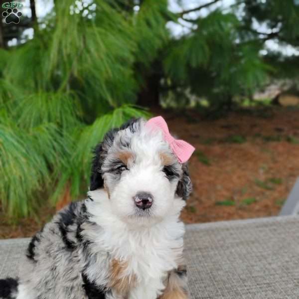 Chloe, Bernedoodle Puppy
