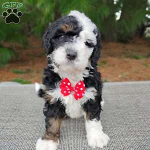 Moose, Bernedoodle Puppy
