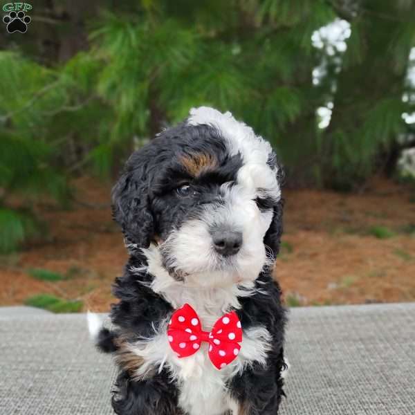 Moose, Bernedoodle Puppy