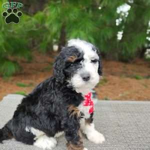 Moose, Bernedoodle Puppy