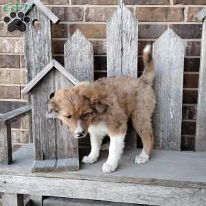 Coco, Bernese Mountain Dog Mix Puppy