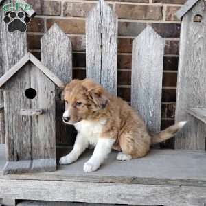 Coco, Bernese Mountain Dog Mix Puppy