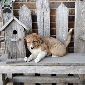 Coco, Bernese Mountain Dog Mix Puppy