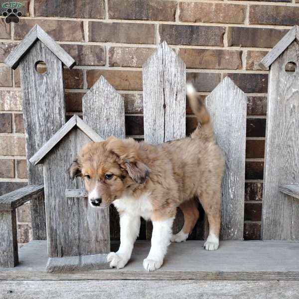 Coco, Bernese Mountain Dog Mix Puppy