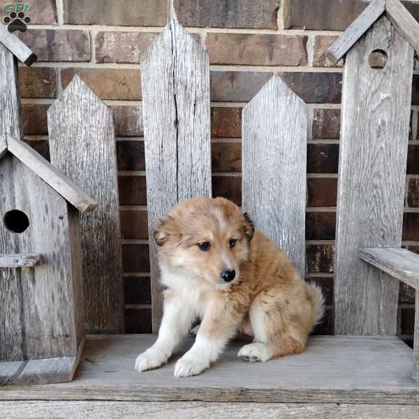 Mocha, Bernese Mountain Dog Mix Puppy