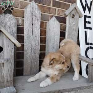 Mocha, Bernese Mountain Dog Mix Puppy