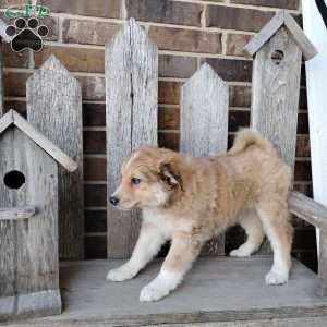 Mocha, Bernese Mountain Dog Mix Puppy