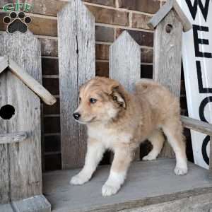 Mocha, Bernese Mountain Dog Mix Puppy
