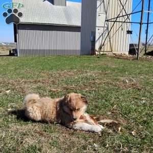 Mocha, Bernese Mountain Dog Mix Puppy