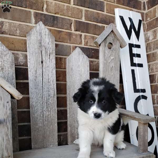 Ranger, Bernese Mountain Dog Mix Puppy