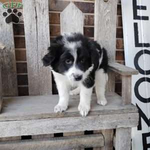 Ranger, Bernese Mountain Dog Mix Puppy