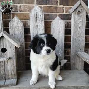 Ranger, Bernese Mountain Dog Mix Puppy