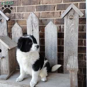 Ranger, Bernese Mountain Dog Mix Puppy