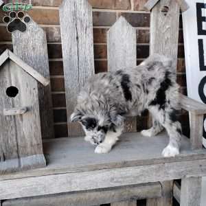 Bailey, Bernese Mountain Dog Mix Puppy