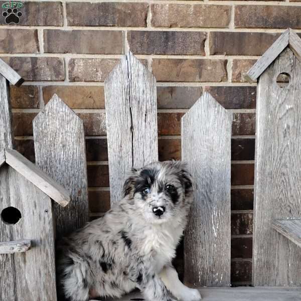 Bailey, Bernese Mountain Dog Mix Puppy