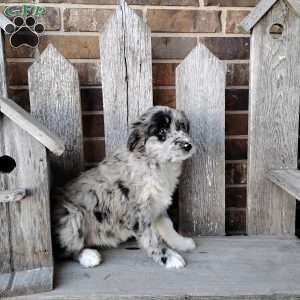 Bailey, Bernese Mountain Dog Mix Puppy