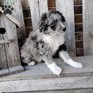 Oliver, Bernese Mountain Dog Mix Puppy