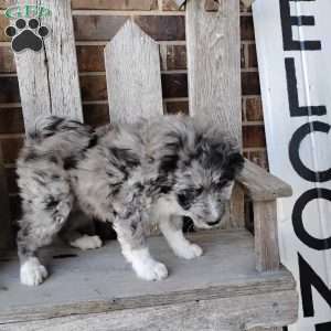 Oliver, Bernese Mountain Dog Mix Puppy