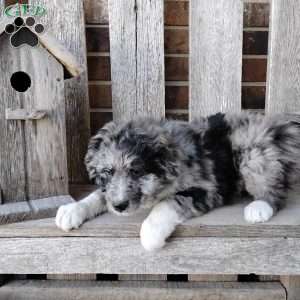 Oliver, Bernese Mountain Dog Mix Puppy