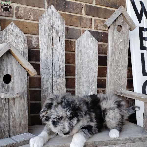 Oliver, Bernese Mountain Dog Mix Puppy