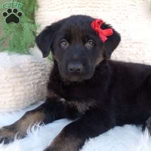 Ranger, German Shepherd Puppy
