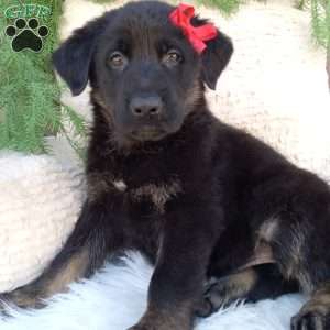 Ranger, German Shepherd Puppy