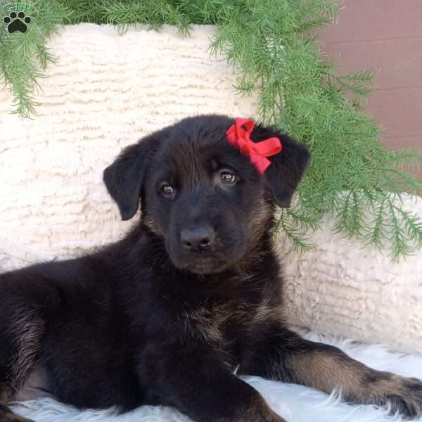 Ranger, German Shepherd Puppy