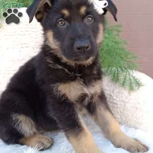 Daisy, German Shepherd Puppy