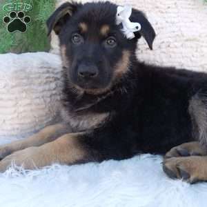 Daisy, German Shepherd Puppy
