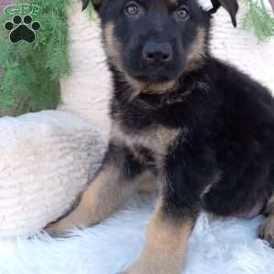 Daisy, German Shepherd Puppy