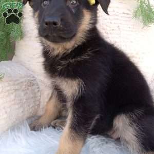 Nova, German Shepherd Puppy