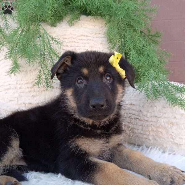 Nova, German Shepherd Puppy
