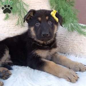 Nova, German Shepherd Puppy
