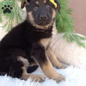 Nova, German Shepherd Puppy