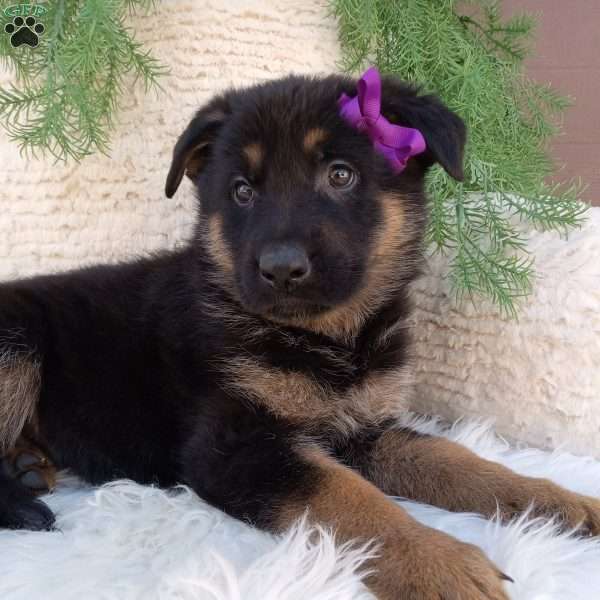 Skye, German Shepherd Puppy