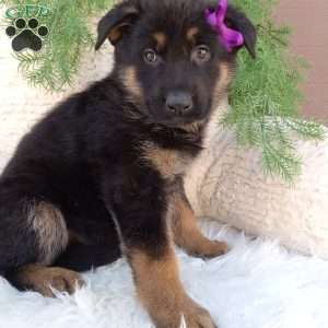 Skye, German Shepherd Puppy