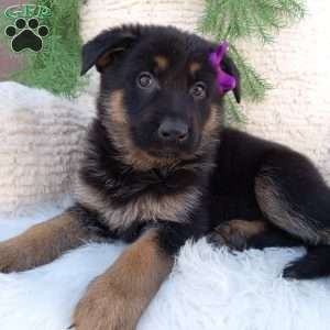 Skye, German Shepherd Puppy