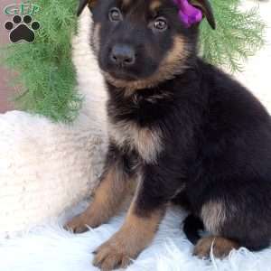 Skye, German Shepherd Puppy
