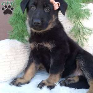 Clover, German Shepherd Puppy