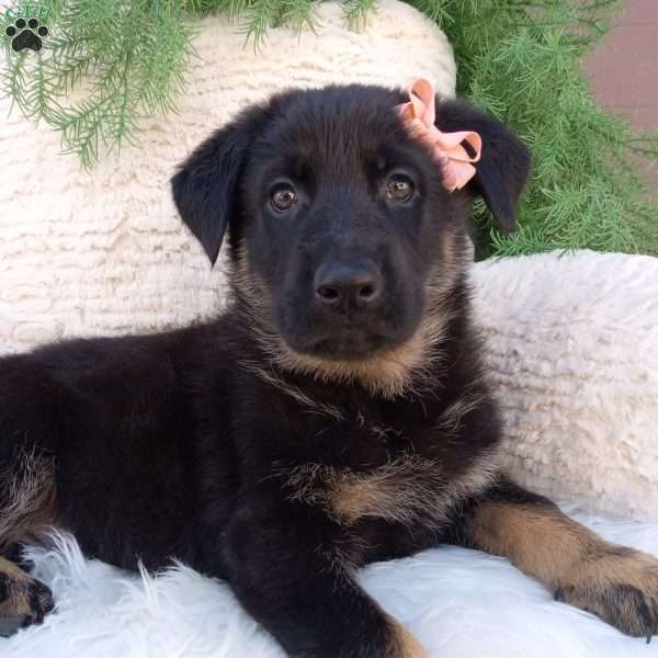 Clover, German Shepherd Puppy