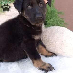 Clover, German Shepherd Puppy