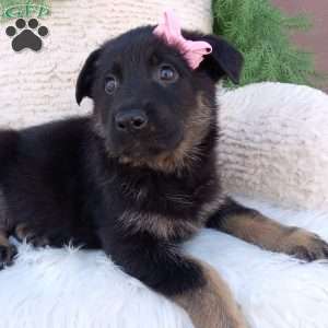 Callie, German Shepherd Puppy