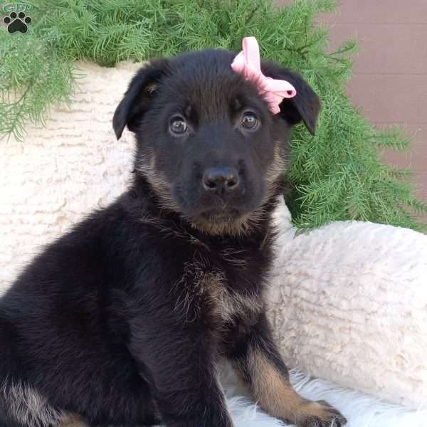 Callie, German Shepherd Puppy
