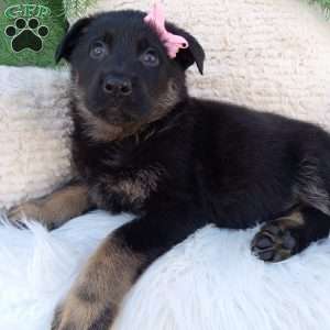 Callie, German Shepherd Puppy