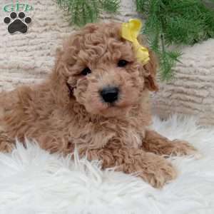 River, Bich-Poo Puppy