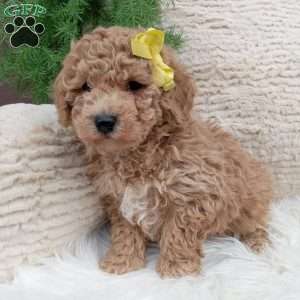 River, Bich-Poo Puppy